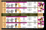 HUMAN KINISIOLOGY CHART